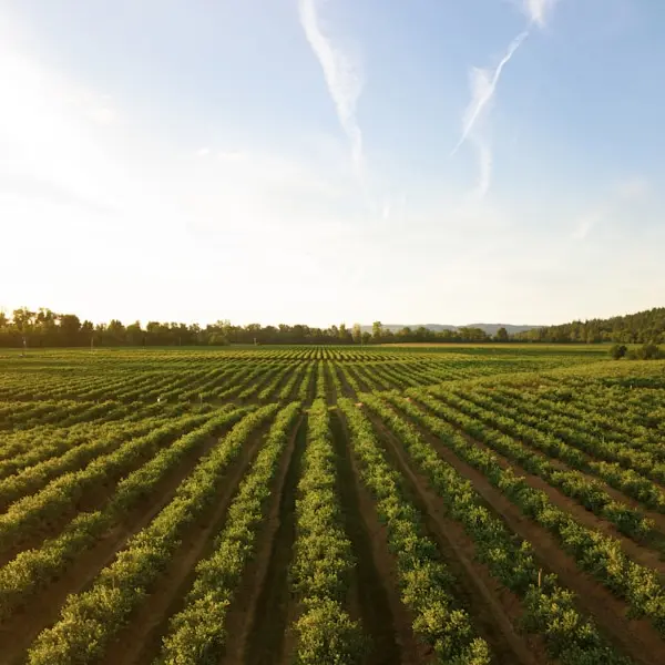 Riesling Mosel — 2021